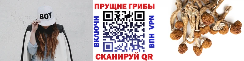 Купить  Сургут  Псилоцибиновые грибы Psilocybine cubensis 